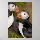 Zoek naar papegaaiduiker posters Oranje