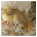 Zoek naar zorg tegels Buiten