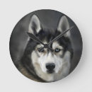 Zoek naar husky klokken Dier