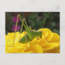 Zoek naar cricket briefkaarten Bug