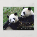 Zoek naar bamboo briefkaarten China