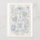 Zoek naar haeckel briefkaarten Vintage