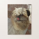 Zoek naar shih tzu puzzels Hond
