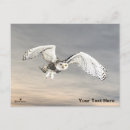 Zoek naar sneeuwuilen briefkaarten Wild