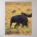 Zoek naar kenia kunst Buiten