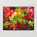 Zoek naar bougainvillea briefkaarten Natuur