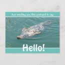 Zoek naar zeehond briefkaarten Oceaan