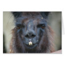 Zoek naar boerderijen fotografie Lama