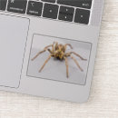 Zoek naar enge spinnen stickers Arachnofobie