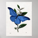 Zoek naar blauwe vlinder posters Frankrijk
