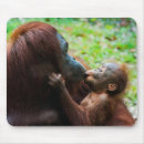 Zoek naar baby dieren muismatten Orang oetan