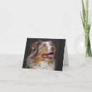 Zoek naar australische herder kaarten Aussies