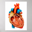 Zoek naar anatomie hart posters Circulatie