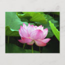 Zoek naar heilige briefkaarten Lotus