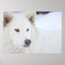 Zoek naar sneeuw wit posters Arctisch