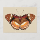 Zoek naar bruine vlinder briefkaarten Insecten