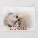 Zoek naar himalayan kat kaarten Kerstmis