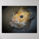 Zoek naar syrisch posters Hamster