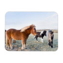 Zoek naar ijsland magneten Gletsjer