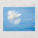 Zoek naar witte veren briefkaarten Blauw