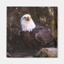 Zoek naar eagle magneten Wild