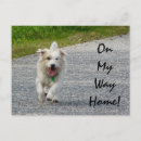 Zoek naar witte hond briefkaarten Doodsbang