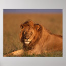 Zoek naar wild africa posters Safari