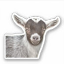 Zoek naar witte geit stickers Portret