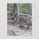 Zoek naar roots briefkaarten Boom