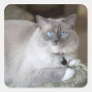 Zoek naar ragdoll kat stickers Schattig