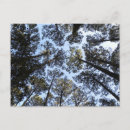 Zoek naar boom briefkaarten Lucht