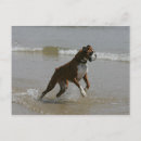 Zoek naar boxer dog briefkaarten Bob en pam langrish
