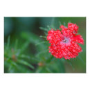 Zoek naar dianthus posters Rood