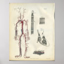 Zoek naar hart anatomie posters Slagaders