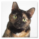 Zoek naar schildpad kat posters Tortie