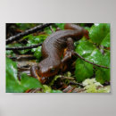 Zoek naar salamander kunst Newt