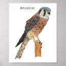 Zoek naar torenvalk posters Raptor