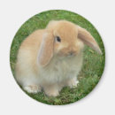 Zoek naar klap magneten Bunny