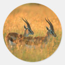 Zoek naar antilopen stickers Gazelle