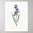 Zoek naar iris bloem posters Vintage