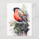 Zoek naar goudvink briefkaarten Natuur