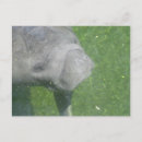 Zoek naar animals briefkaarten Ocean
