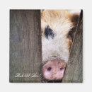 Zoek naar varkens magneten Dieren