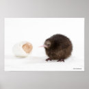 Zoek naar kiwi vogel posters Dieren