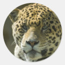 Zoek naar jaguar dier stickers Feliene