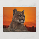 Zoek naar puma briefkaarten Panther