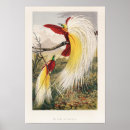 Zoek naar vintage vogels posters Tropisch