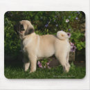 Zoek naar mops muismatten Staand