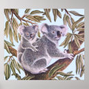 Zoek naar koala kunst Australia