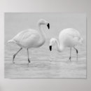 Zoek naar flamingo kunst Elk persoon